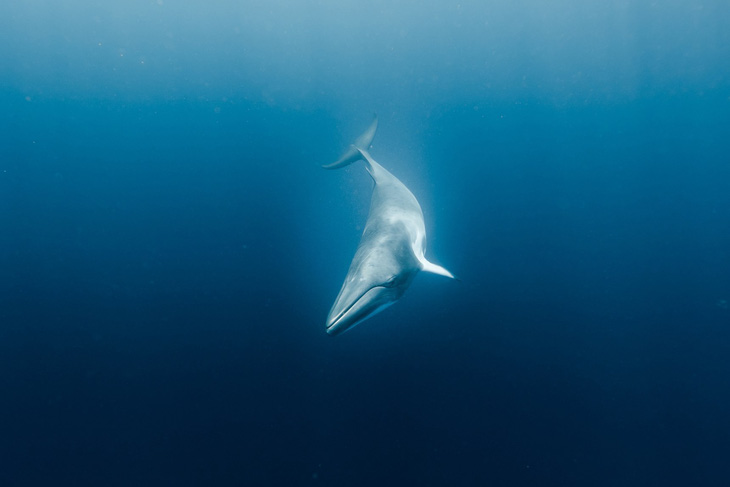 Hé lộ bí mật giúp cá voi lặn siêu giỏi - Ảnh 3.