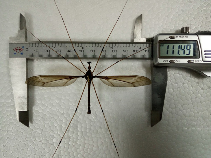 Lộ diện con muỗi khủng nhất thế giới nửa gang tay - Ảnh 1.
