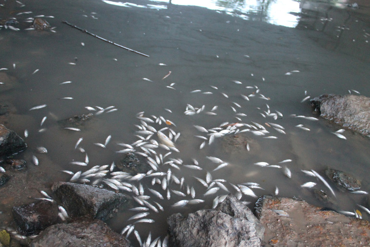 Cá chết trắng sông, chính quyền huyện ngừng nghỉ lễ đi kiểm tra - Ảnh 3.