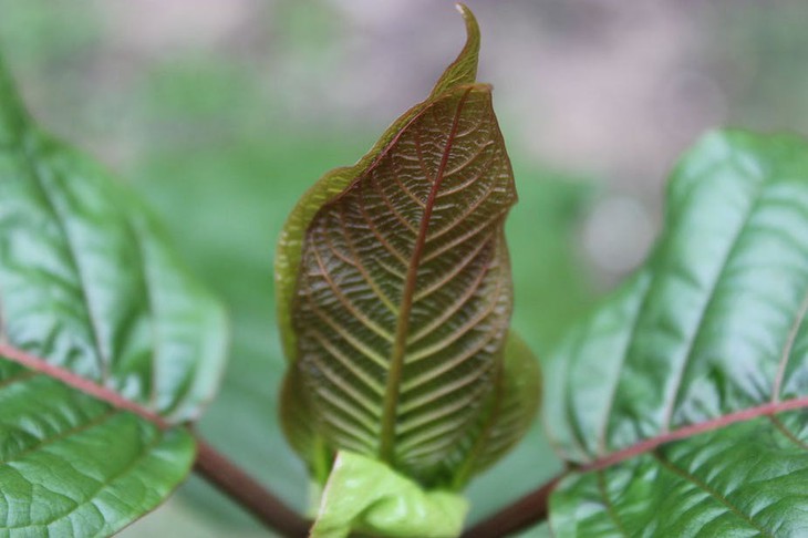 Thực phẩm thảo dược Kratom nhiễm khuẩn salmonella - Ảnh 2.