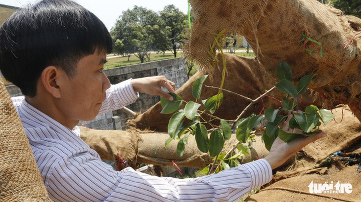 Cây siêu khủng được chở đi Hà Nội để làm quà tặng - Ảnh 1.