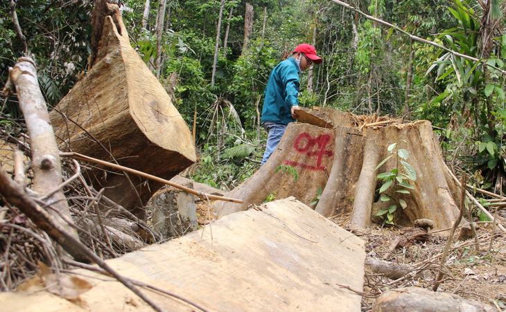 Để xảy ra phá rừng, hàng loạt kiểm lâm bị đình chỉ công tác - Ảnh 2.