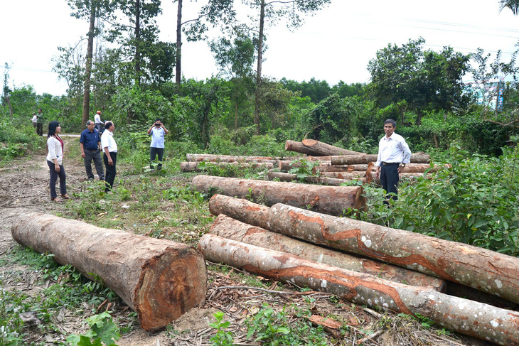 Tận thu rừng ở Phú Yên: Chặt 10, báo 1 - Ảnh 1.