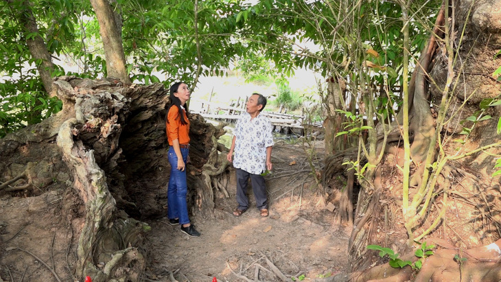 An Giang: 3 cây bằng lăng hơn 300 tuổi thành Cây di sản Việt Nam - Ảnh 2.