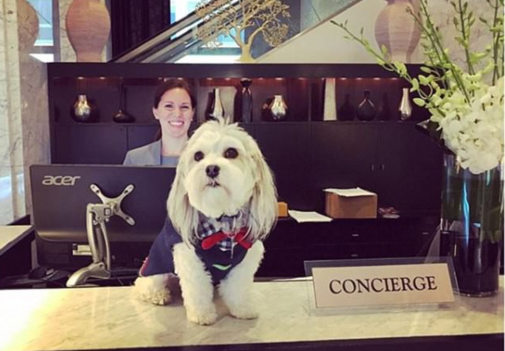 Khách sạn Mỹ cho mượn chó cưng để giải sầu - Ảnh 2.