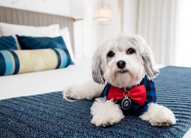 Khách sạn Mỹ cho mượn chó cưng để giải sầu - Ảnh 1.
