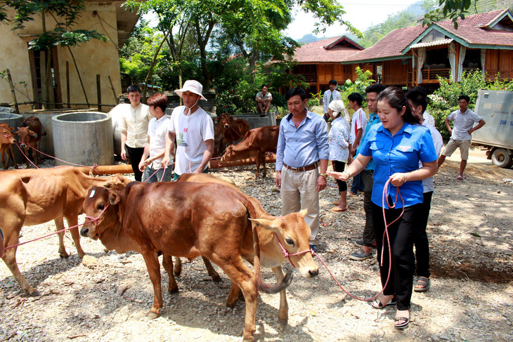 Báo Tuổi Trẻ tặng bà con vùng lũ Sơn La 30 con bò giống - Ảnh 3.