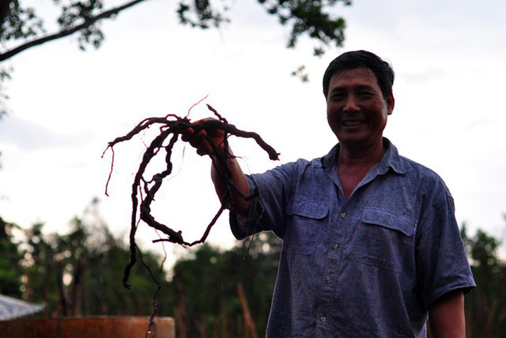 Cục trồng trọt lên tiếng về việc gom rễ tiêu bán sang Trung Quốc - Ảnh 1.