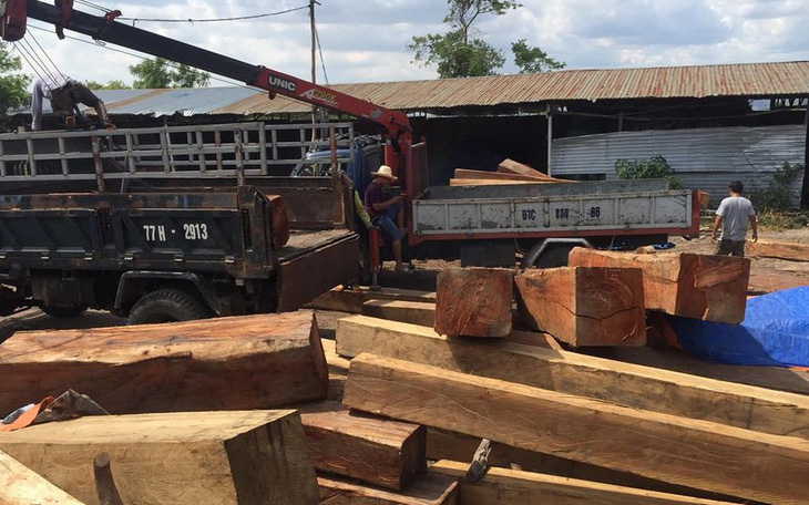 Bắt giữ một giám đốc tàng trữ gỗ trái phép ở Gia Lai
