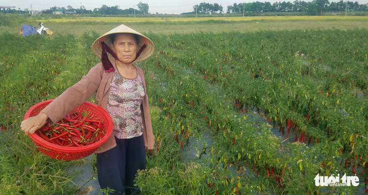 Dân cay xè mắt vì ớt chín đầy ruộng không ai mua - Ảnh 1.