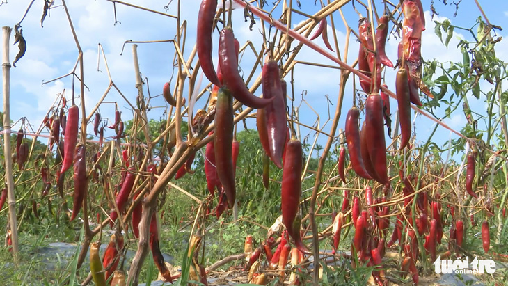 Dân cay xè mắt vì ớt chín đầy ruộng không ai mua - Ảnh 3.