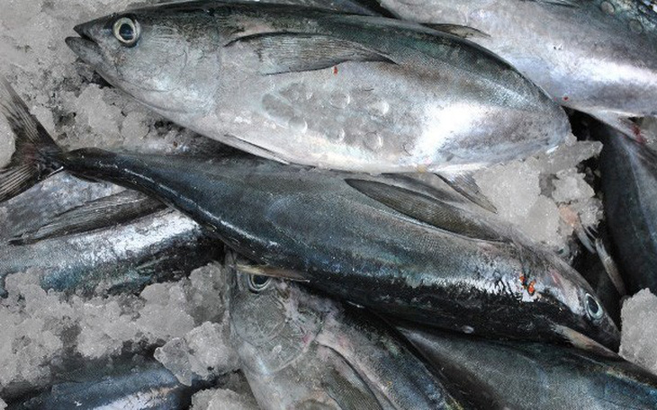 Một công nhân bị sốc phản vệ nặng khi ăn cá ngừ