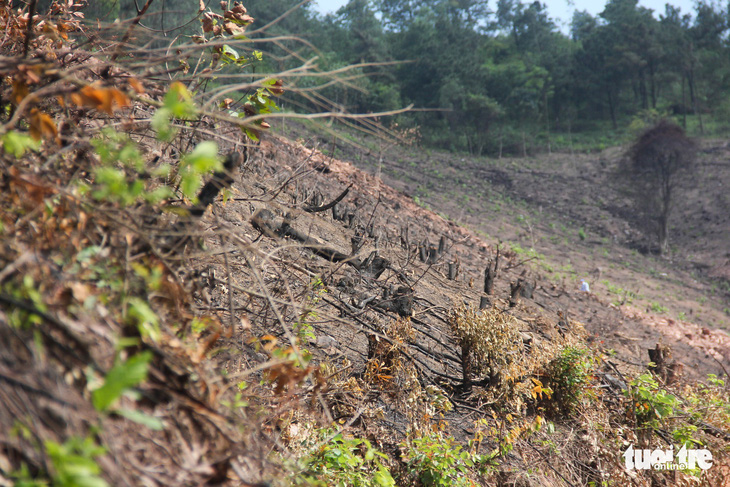 8 ha rừng phòng hộ Quảng Ninh bị chặt trụi trước mặt kiểm lâm - Ảnh 3.