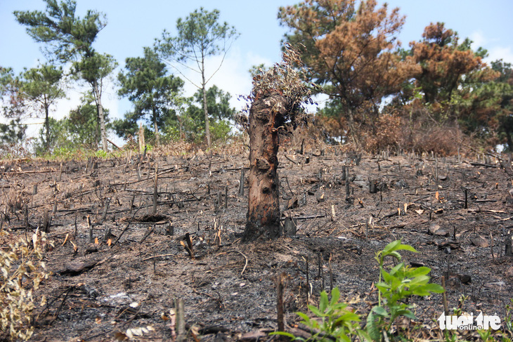 8 ha rừng phòng hộ Quảng Ninh bị chặt trụi trước mặt kiểm lâm - Ảnh 4.