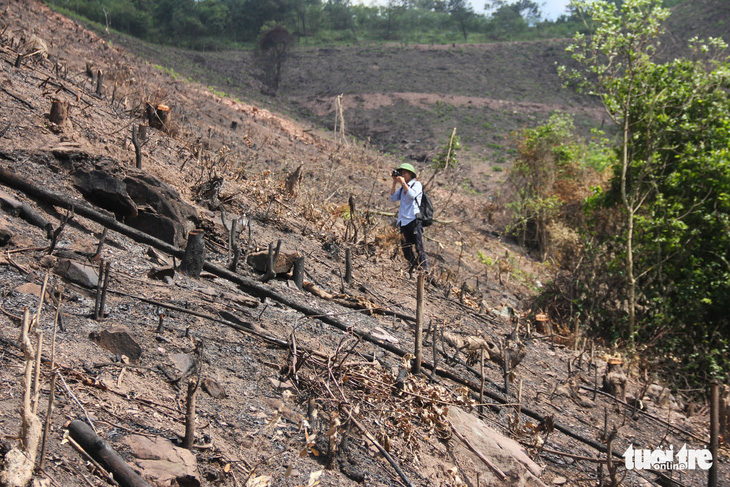 8 ha rừng phòng hộ Quảng Ninh bị chặt trụi trước mặt kiểm lâm - Ảnh 7.