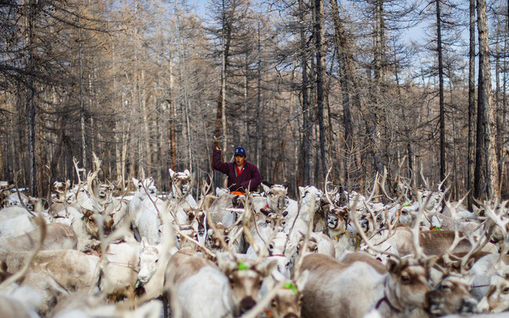 Cuộc sống của bộ tộc chăn tuần lộc cuối cùng ở Mông Cổ