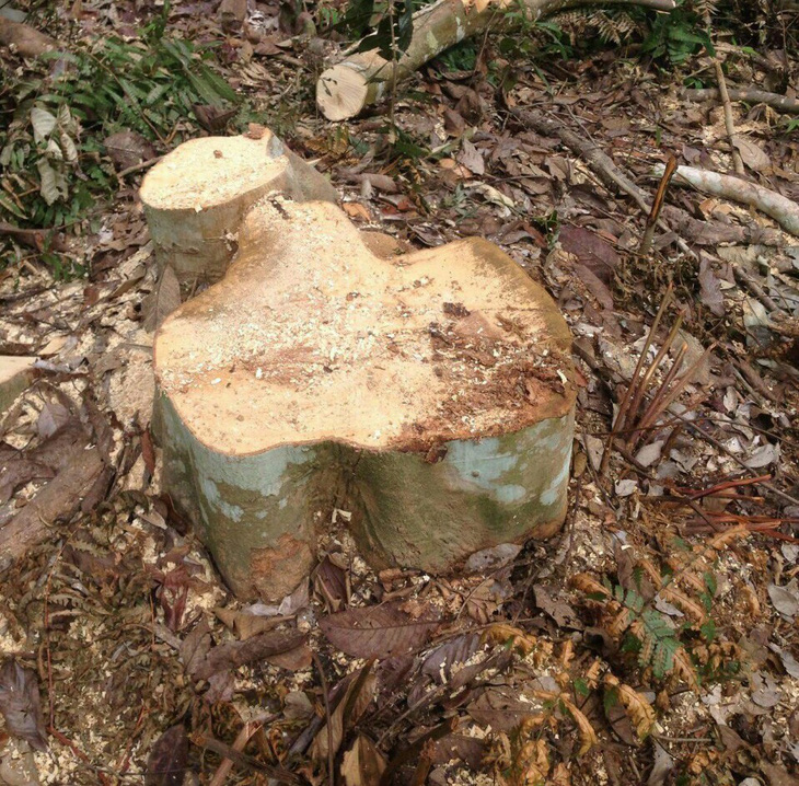 Thêm vụ phá rừng sản xuất ở Thanh Hóa - Ảnh 6.