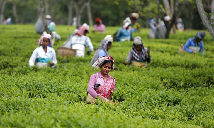 Cuộc sống kinh hoàng phía sau đồi trà xanh mướt ở Ấn Độ  - Ảnh 1.