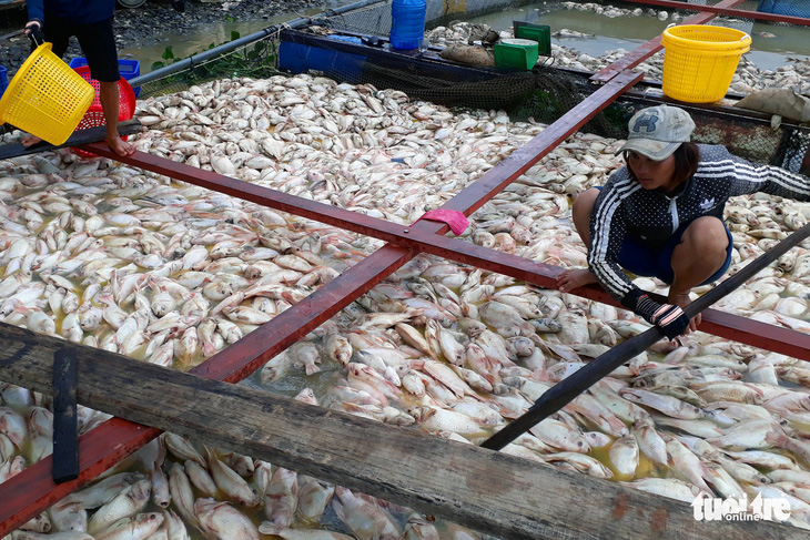 Khảo sát tìm nguyên nhân 1.500 tấn cá chết trên sông La Ngà - Ảnh 1.