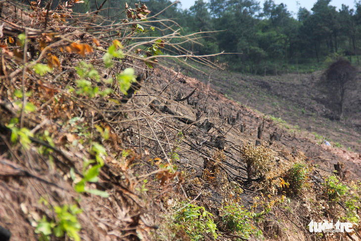 Xử lý nghiêm vụ chặt phá rừng phòng hộ ở Quảng Ninh - Ảnh 4.