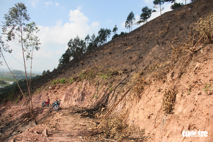 Xử lý nghiêm vụ chặt phá rừng phòng hộ ở Quảng Ninh - Ảnh 3.