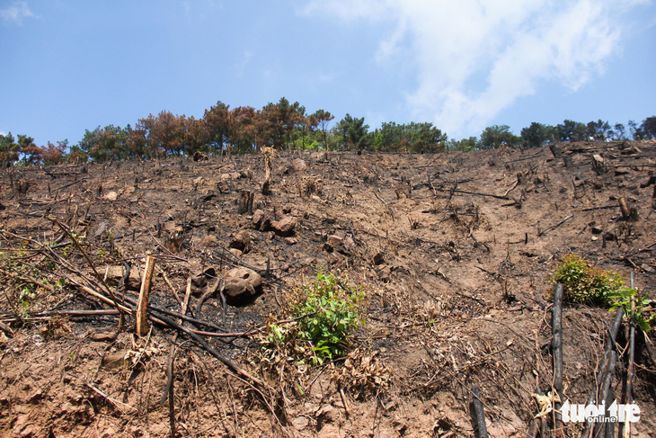 Xử lý nghiêm vụ chặt phá rừng phòng hộ ở Quảng Ninh - Ảnh 1.
