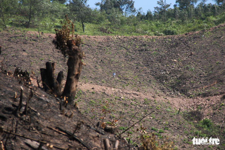 Xử lý nghiêm vụ chặt phá rừng phòng hộ ở Quảng Ninh - Ảnh 2.