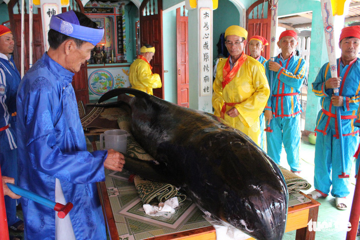 Cá voi dạt vào bờ, ngư dân Quảng Ngãi áo dài khăn đóng mai táng - Ảnh 1.