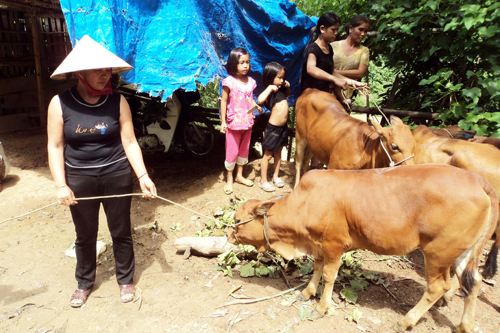Hỗ trợ bò lở mồm long móng cho dân nghèo: huyện rút kinh nghiệm - Ảnh 1.