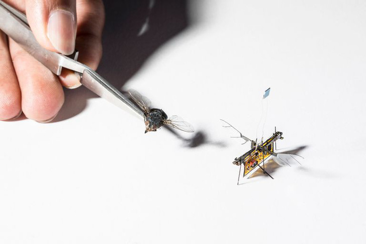 Chế tạo thành công ruồi robot theo dõi cây trồng - Ảnh 1.