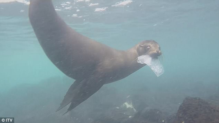 Giật mình rác nhựa tấn công quần đảo có 1.300 loài đặc hữu - Ảnh 1.