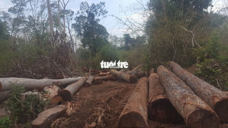 Một tháng 200 vụ phá rừng, ‘điểm nóng’ ở Đắk Nông, Điện Biên - Ảnh 1.