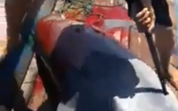 Video clip ngư dân Thanh Hóa giết cá heo, gây phẫn nộ