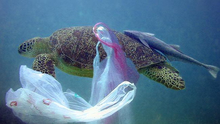 Nhiều rác thải nhựa trong dạ dày một con rùa xanh tại Thái Lan - Ảnh 1.