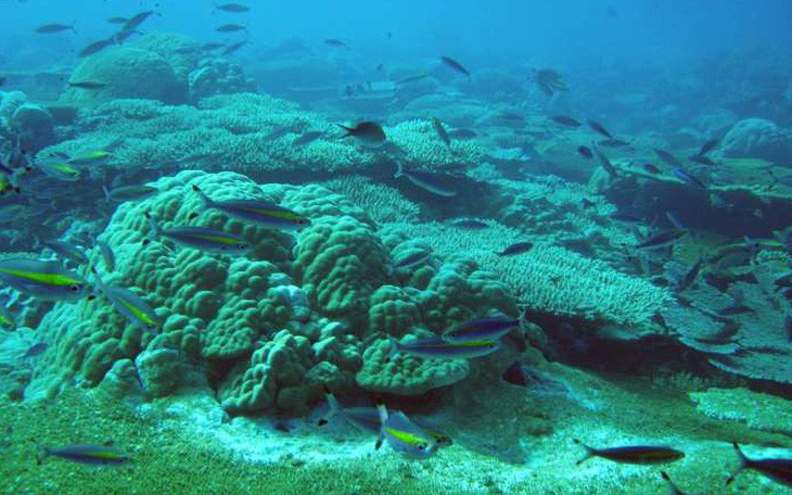 Việt Nam đối mặt bão, lũ chưa từng có nếu mất rạn san hô