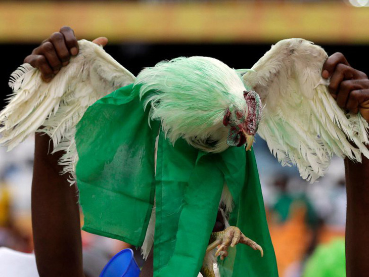 Cổ động viên Nigeria bị cấm mang gà vào sân vận động World Cup 2018 - Ảnh 1.