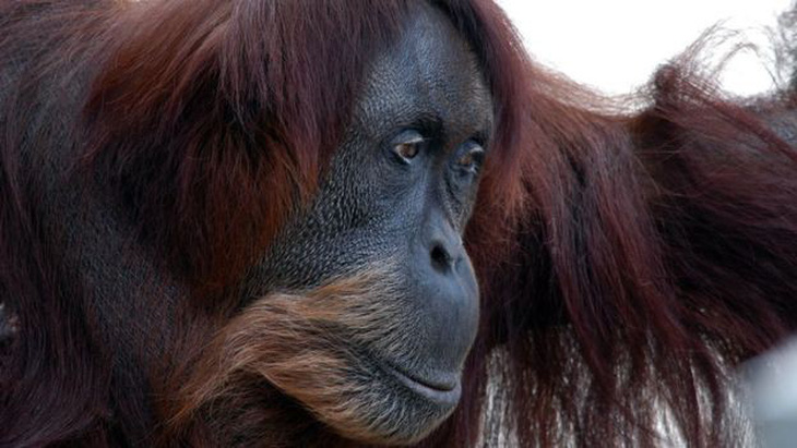 Đười ươi Sumatra sống thọ nhất thế giới qua đời ở tuổi 62 - Ảnh 1.