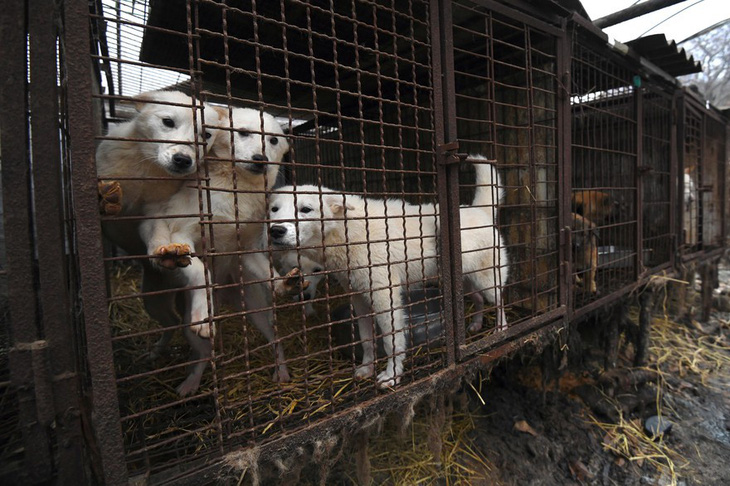 Hàn Quốc muốn chấm dứt nuôi chó giết thịt - Ảnh 3.