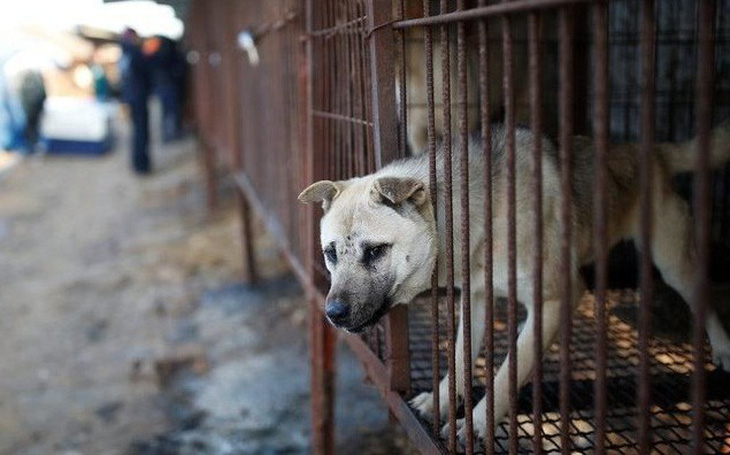Hàn Quốc muốn chấm dứt nuôi chó giết thịt