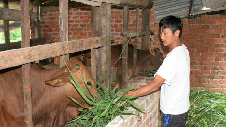 Nghịch lý thịt bò: Giá hơi giảm, giá chợ cứ cao - Ảnh 2.