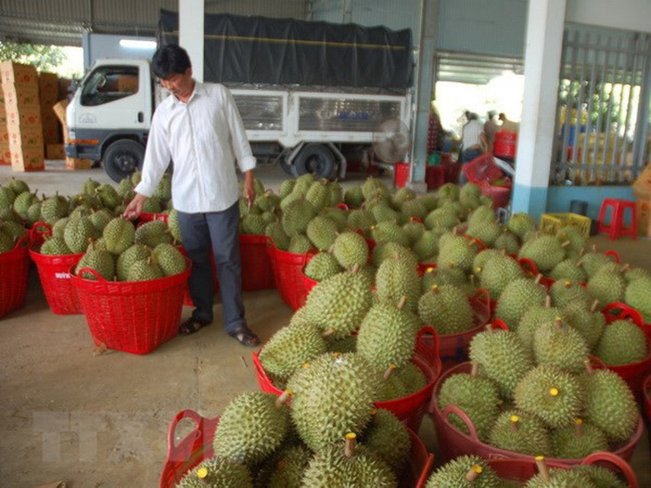 Nông dân Bến Tre phấn khởi vì sầu riêng chính vụ giá cao - Ảnh 1.