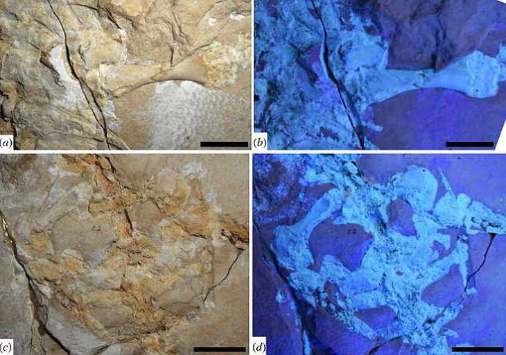 Phát hiện hóa thạch thằn lằn biển 75 triệu năm - Ảnh 2.