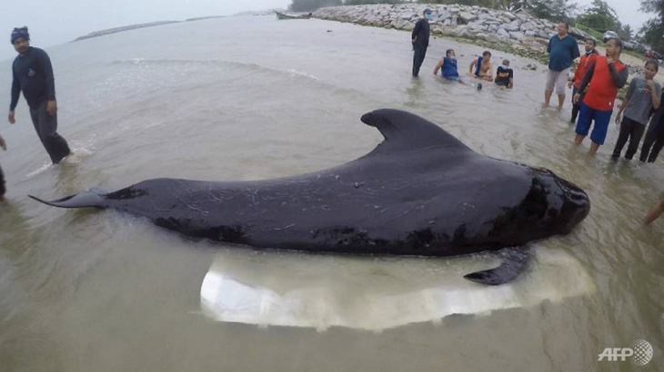 Cá voi thiệt mạng vì nuốt 80 túi nhựa ở Thái Lan - Ảnh 1.