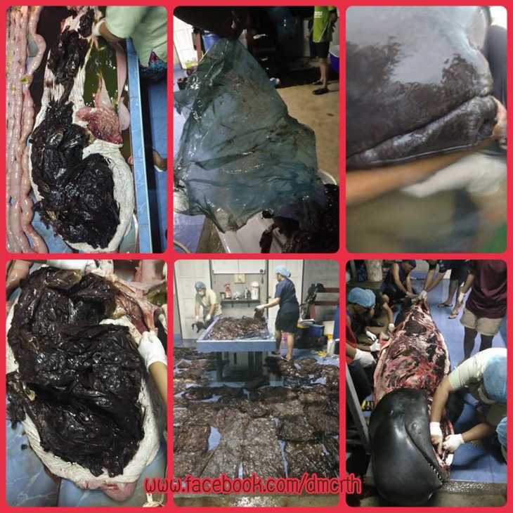 Cá voi thiệt mạng vì nuốt 80 túi nhựa ở Thái Lan - Ảnh 2.
