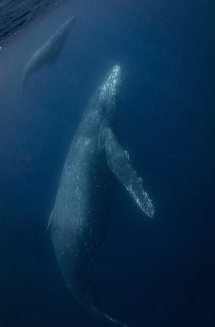Ảnh chụp đuôi cá voi lưng gù đoạt giải ảnh du lịch NatGeo 2018 - Ảnh 2.
