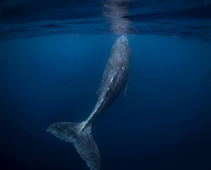 Ảnh chụp đuôi cá voi lưng gù đoạt giải ảnh du lịch NatGeo 2018 - Ảnh 3.