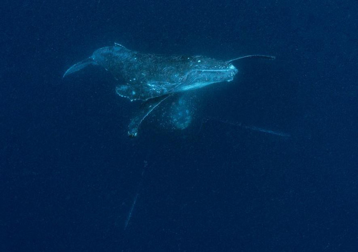 Ảnh chụp đuôi cá voi lưng gù đoạt giải ảnh du lịch NatGeo 2018 - Ảnh 5.