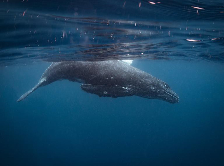 Ảnh chụp đuôi cá voi lưng gù đoạt giải ảnh du lịch NatGeo 2018 - Ảnh 7.