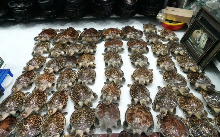 Điều tra vụ 72 tiêu bản rùa biển quý hiếm trong cửa hàng mỹ nghệ