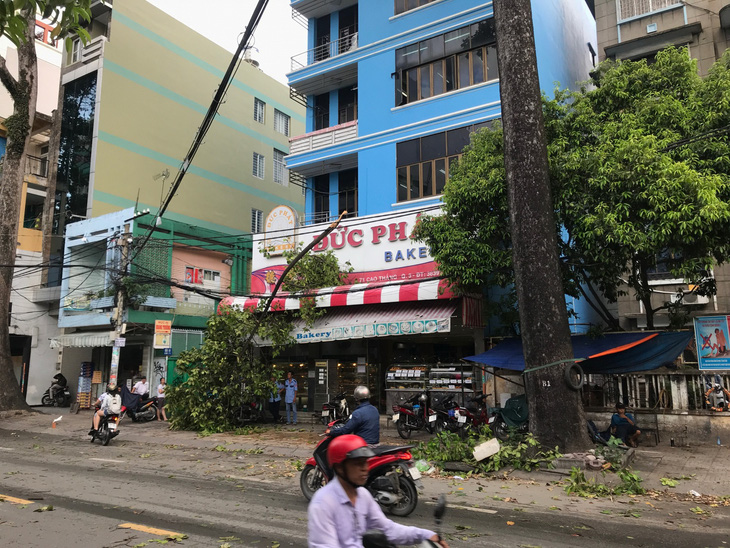 Nhiều cây xanh ngã đổ trong dông gió ở Sài Gòn - Ảnh 1.